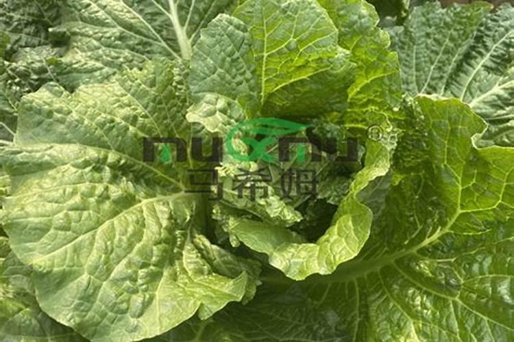 大白菜可以用尿素追肥吗(怎样给大白菜追尿素的正确方法)