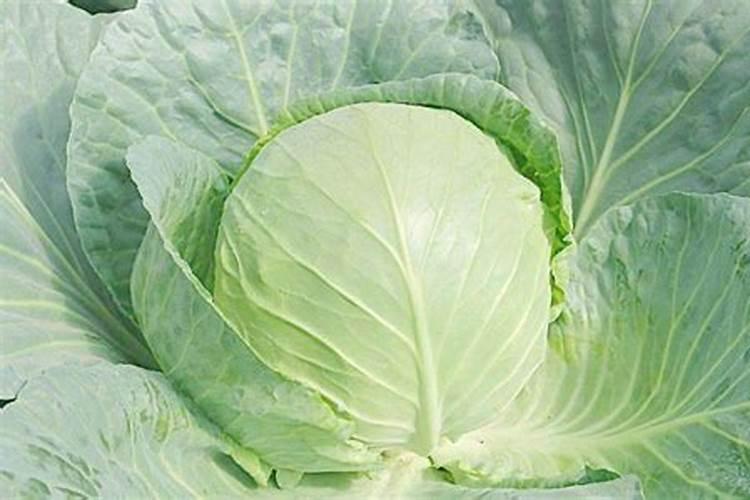 如何防止白菜类蔬菜出现肥害？