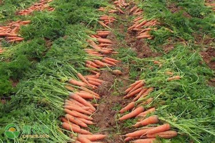 胡萝卜种植时间和方法