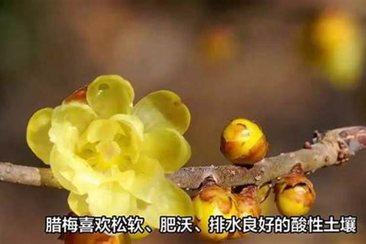 腊梅花施什么肥可以促开花