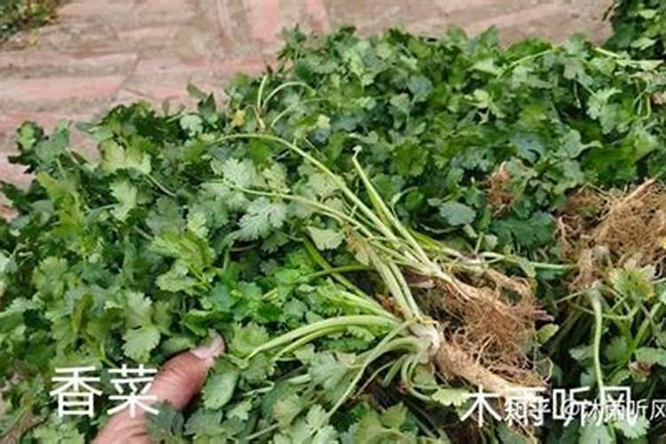 夏天可以种香菜吗