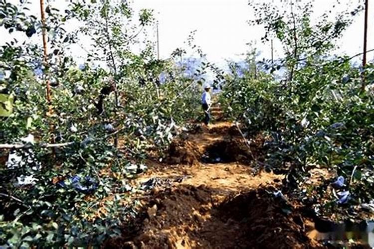 果树几月份施肥最好