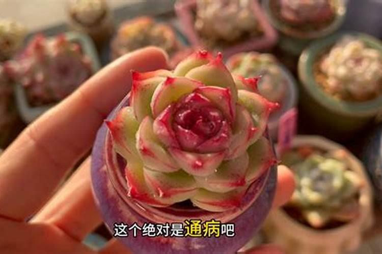 多肉可以用糖化硼肥片吗