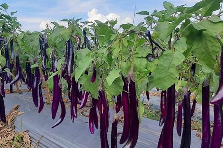 茄子不开花是什么原因