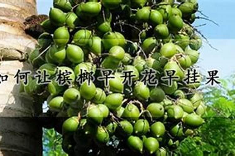 荷花需要什么肥料