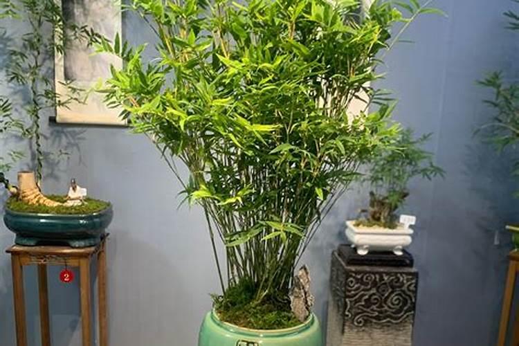 家里养竹子用什么肥好