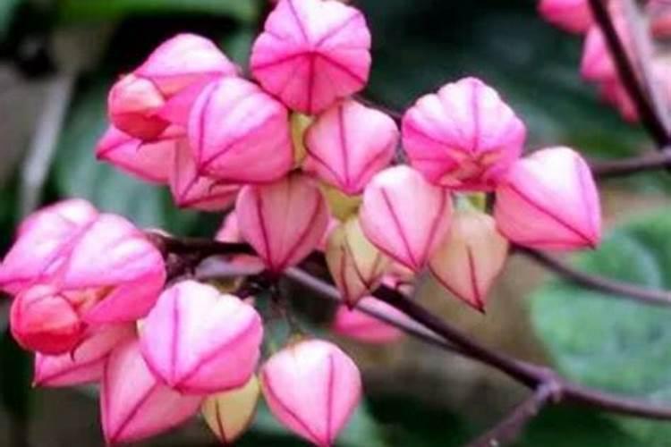 龙吐珠怎么养开花多