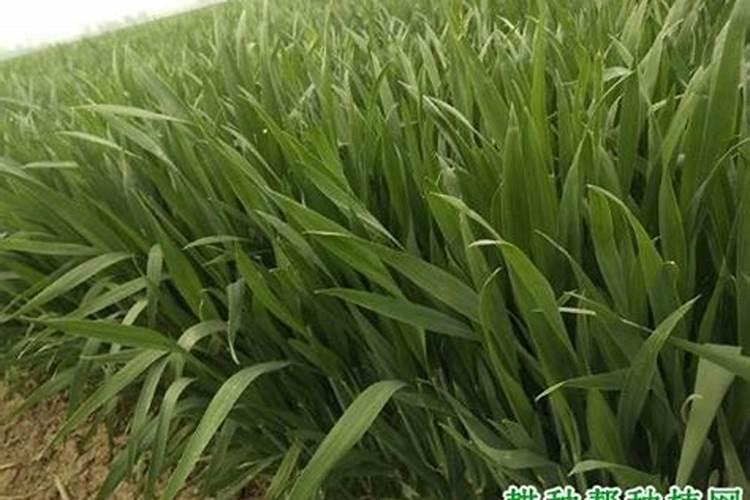 小麦为什么要喷锌肥 小麦缺锌的危害及喷锌方法