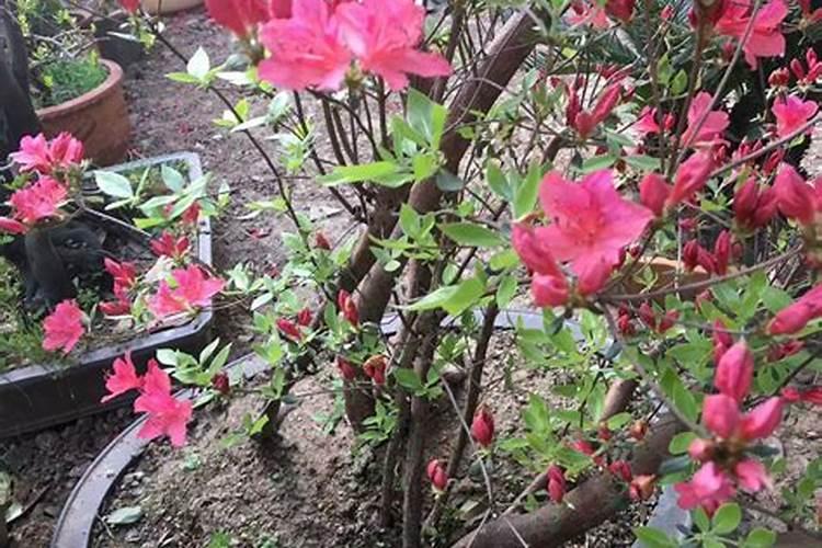 杜鹃花开败后如何管理