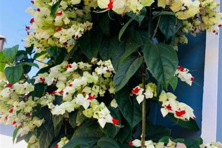 龙吐珠开花时能施肥吗