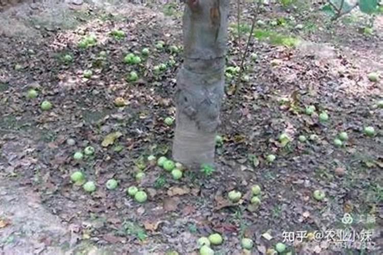 苹果采收要施基肥吗？哪款比较好？