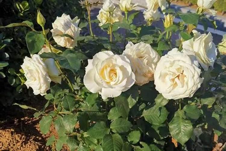 阳台栽培月季花,要怎么护理才能长得好？