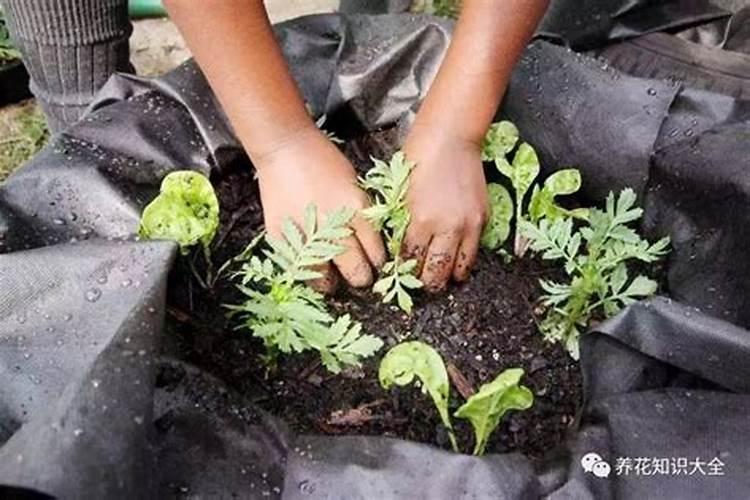 氮肥浇花如何应用