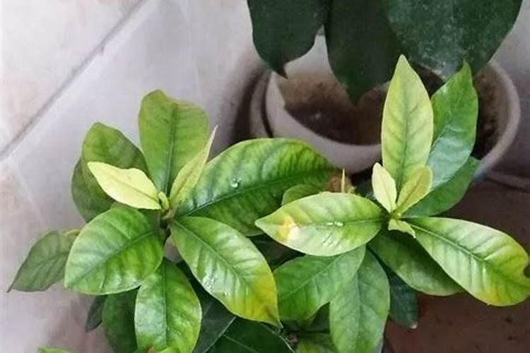 天凉了,给3种花喝点“酸水”,叶子油绿光亮,猛长花苞