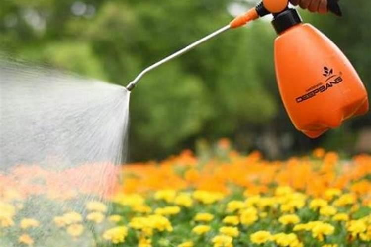 三伏天如何给茉莉花浇水,才能开花多又香？