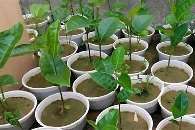 怎么才能种菠萝蜜