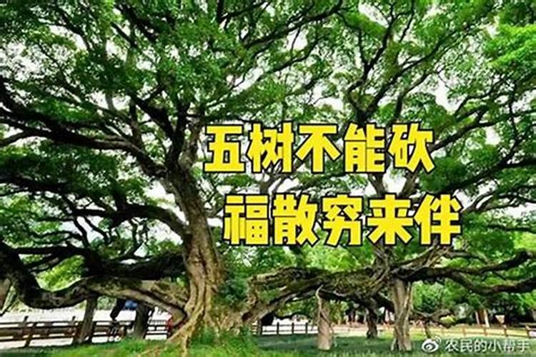水养富贵竹里面放什么？