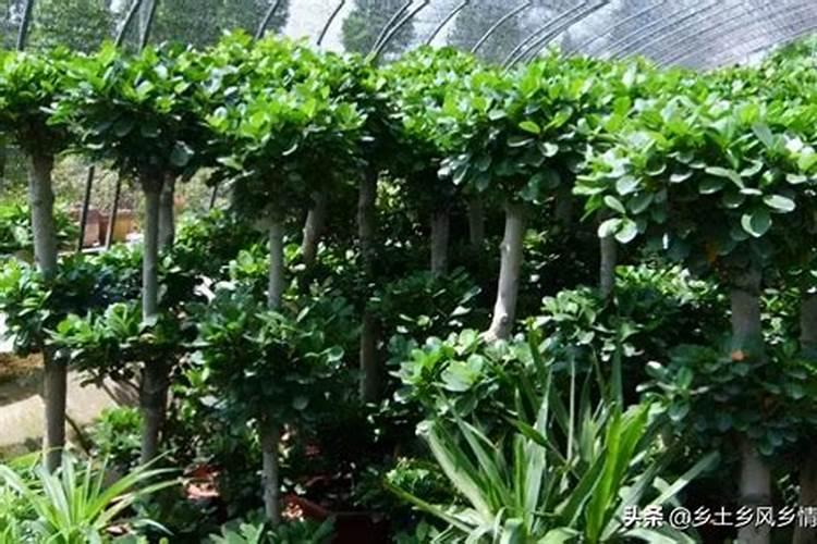 摇钱树苗种植方法