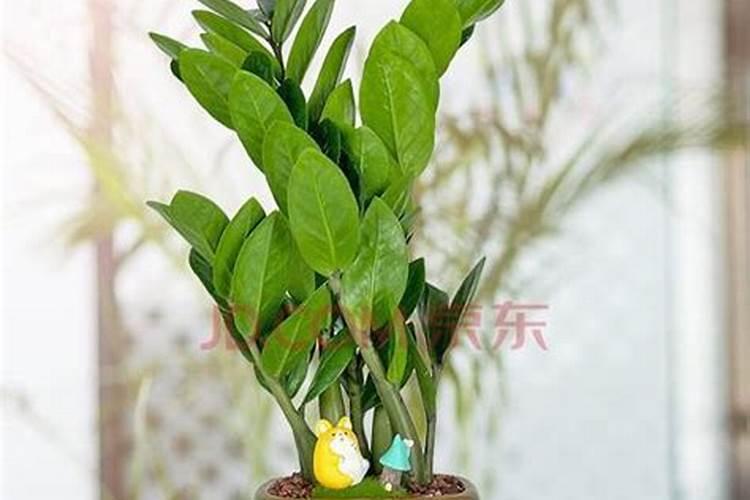 摇钱树多久浇水施肥