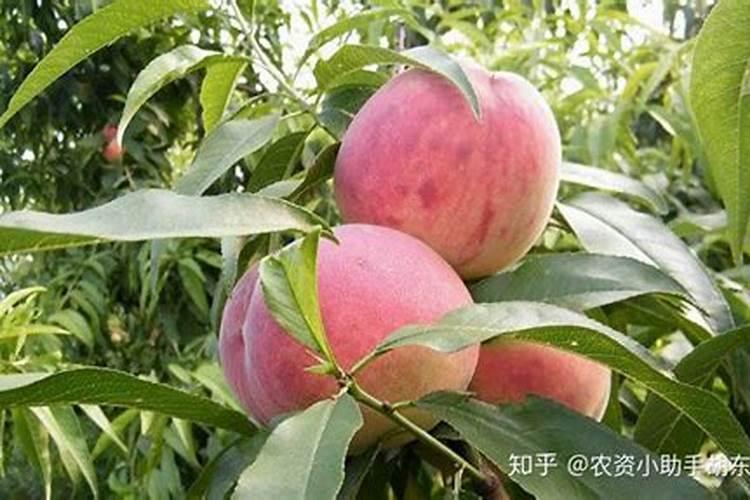 桃树结果期用什么叶面肥效果好？桃树膨果期追施什么肥料好？