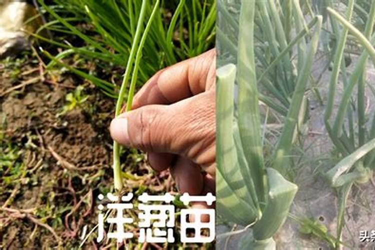 洋葱用什么肥料好？