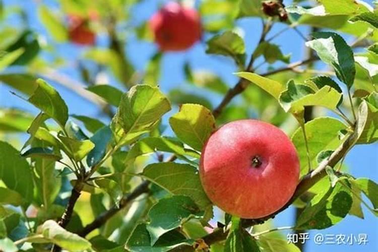 大棚茄子怎么施肥,施什么肥好