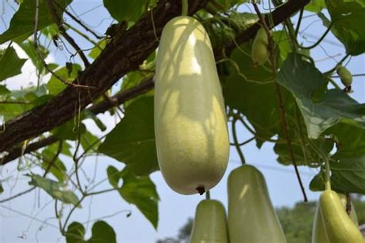 冬瓜种植技术及病害防治
