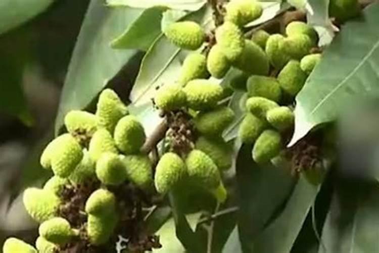 荔枝最佳的施肥时间 荔枝什么时候施肥