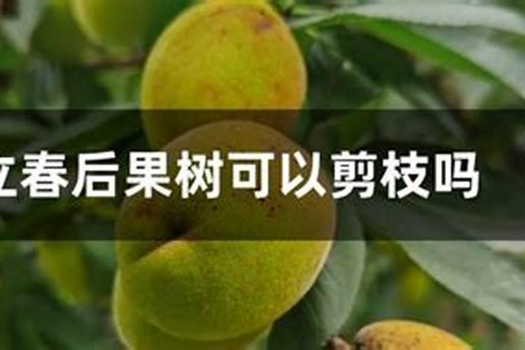 立春后适合给果树进行施肥操作吗
