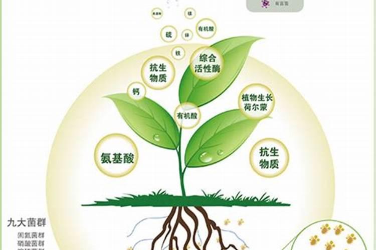 水溶肥是什么肥料