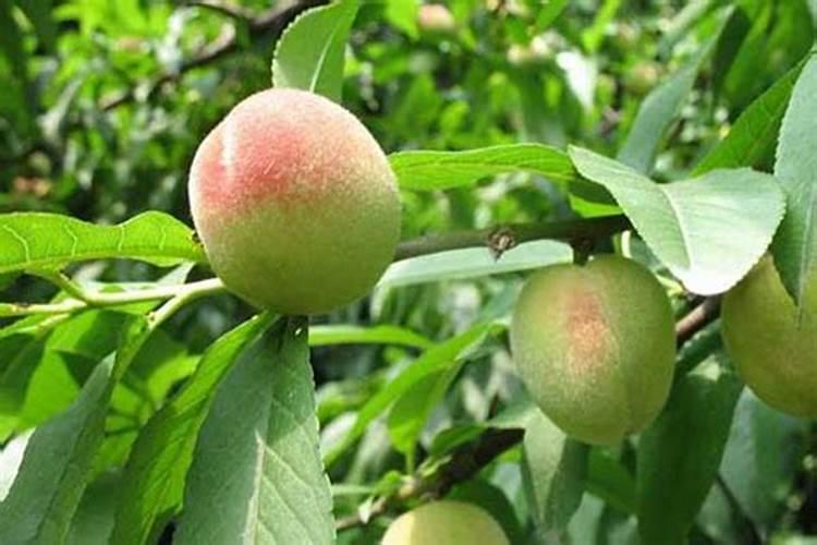 桃子硬核期用什么肥料