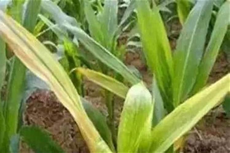 碱性地种玉米施用尿素的方法