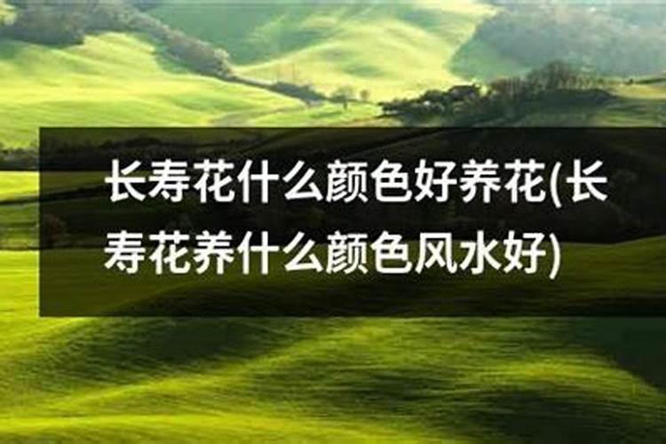 长寿花施什么肥,长寿花施什么肥最好
