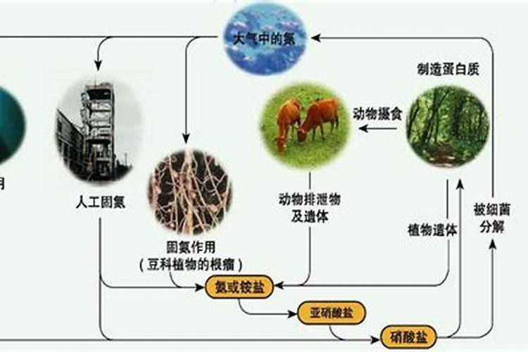 氮,氨氮,有机氮,无机氮的区别