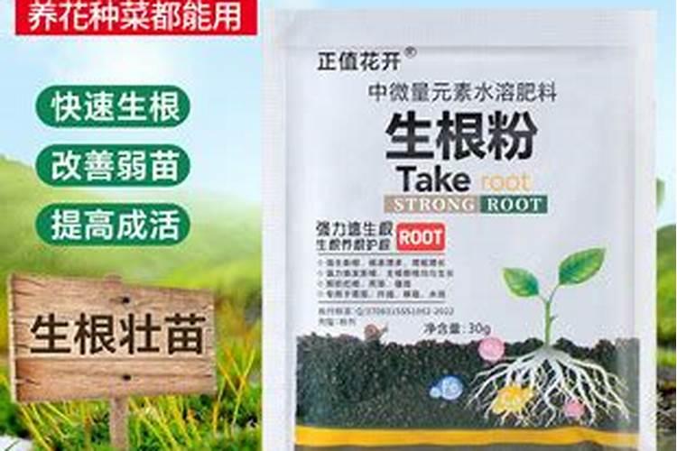 根壮苗才好!早知道这7点,就不会死这么多菜苗了!