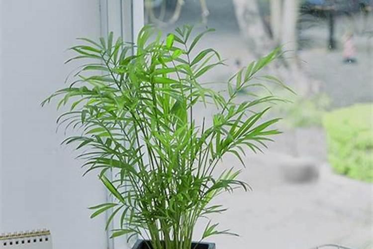 袖珍椰子如何施肥