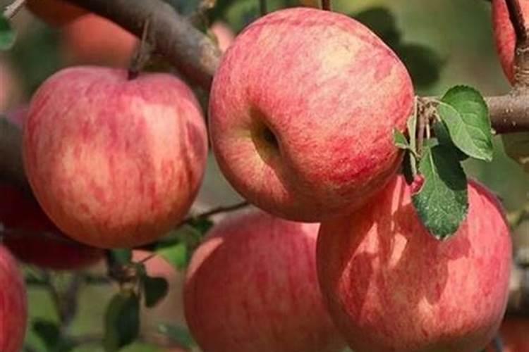 几月份会是苹果开启二次膨胀的时间