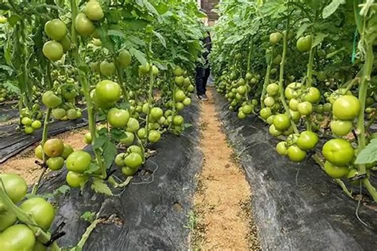 西红柿什么时候浇膨果肥