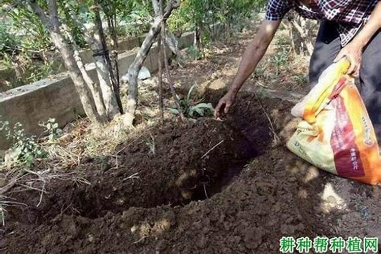 生物有机肥对果树的作用