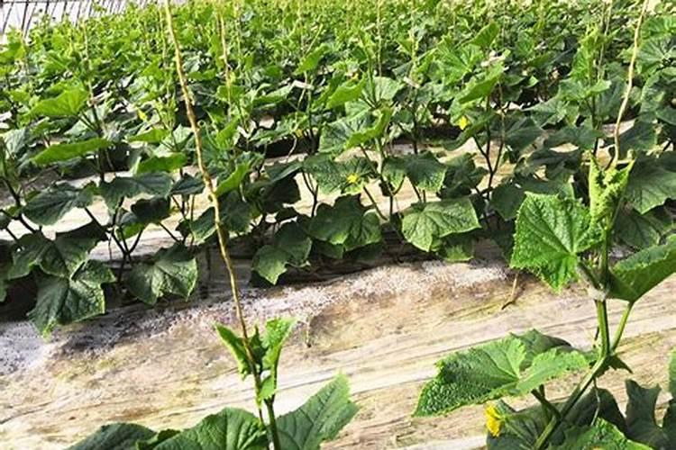 如何给黄瓜喷施叶面肥？ 简述有效防治子囊菌、担子菌和半知菌所致病害的...