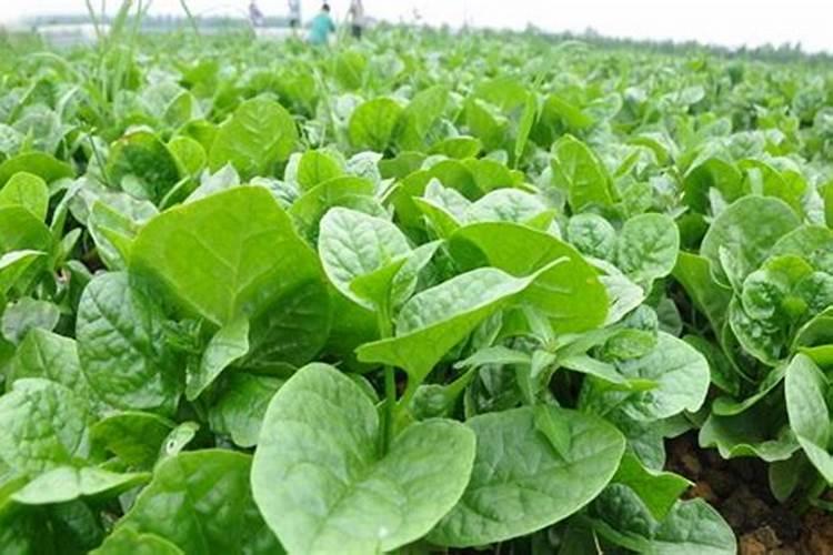 蕨类植物用哪些肥料？