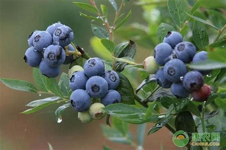蓝莓开花施什么肥料好