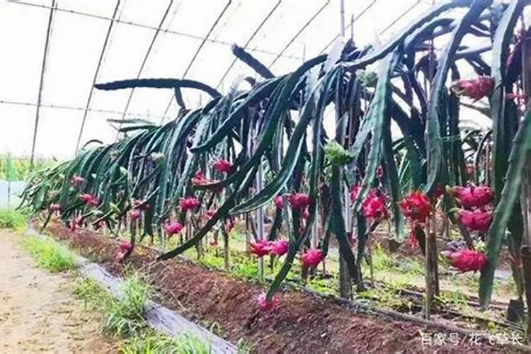 盆栽火龙果用什么肥料施肥