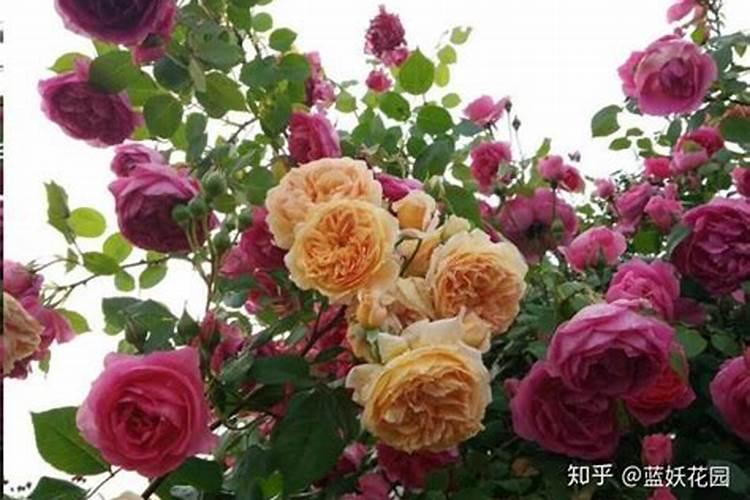 月季花最佳施肥时间是哪时候 月季花什么时候施肥好