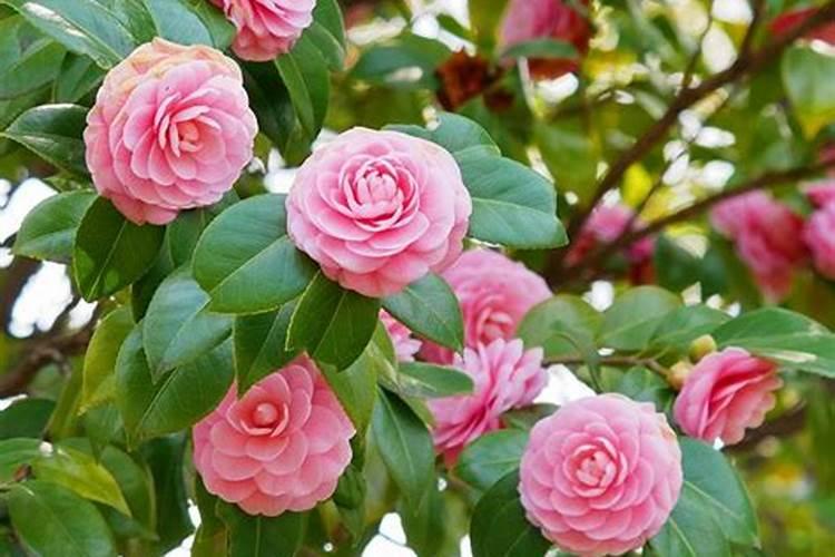 茶花花苞期怎么施肥