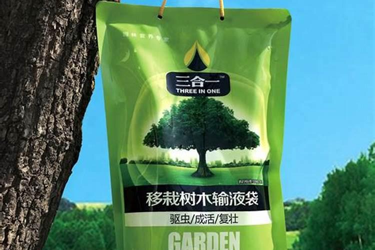 怎样移栽大树