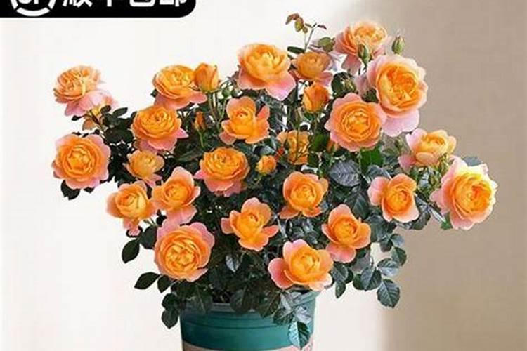 月季长出小花苞了应该怎样施肥呢？