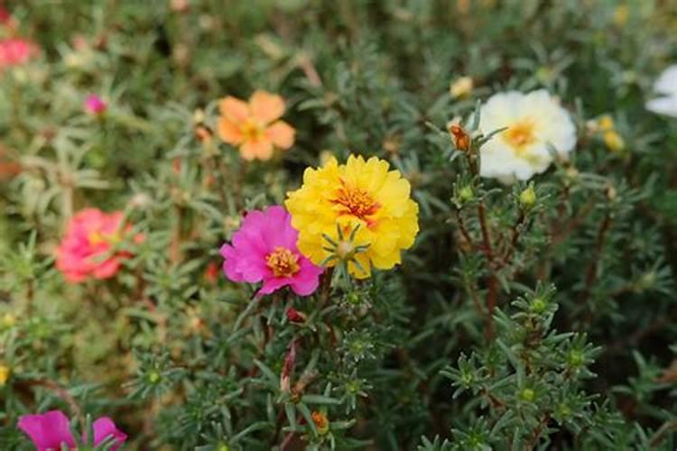 太阳花只长花苞不开花怎么办 太阳花徒长不开花原因及解决