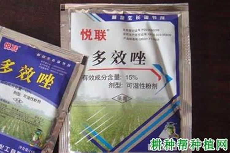 荔枝怎么施肥产量高？如何促进荔枝膨果增甜？