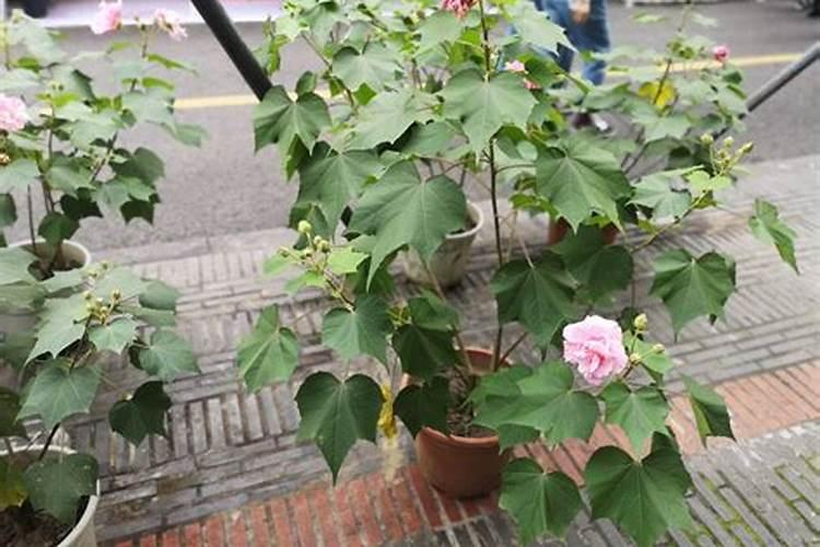 芙蓉花浇什么肥料合适